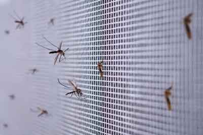 varios mosquitos bloqueados por una mosquitera